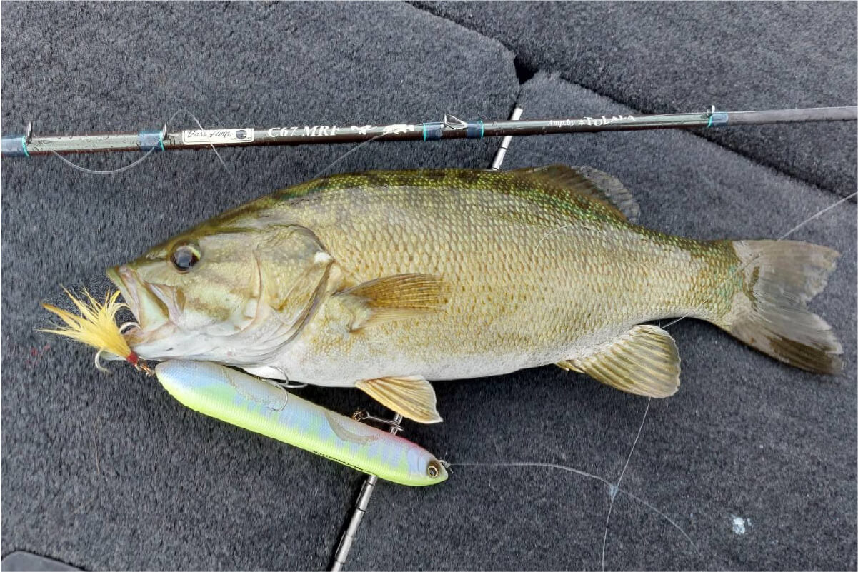 BassAmp.C67MRF – TULALA online store