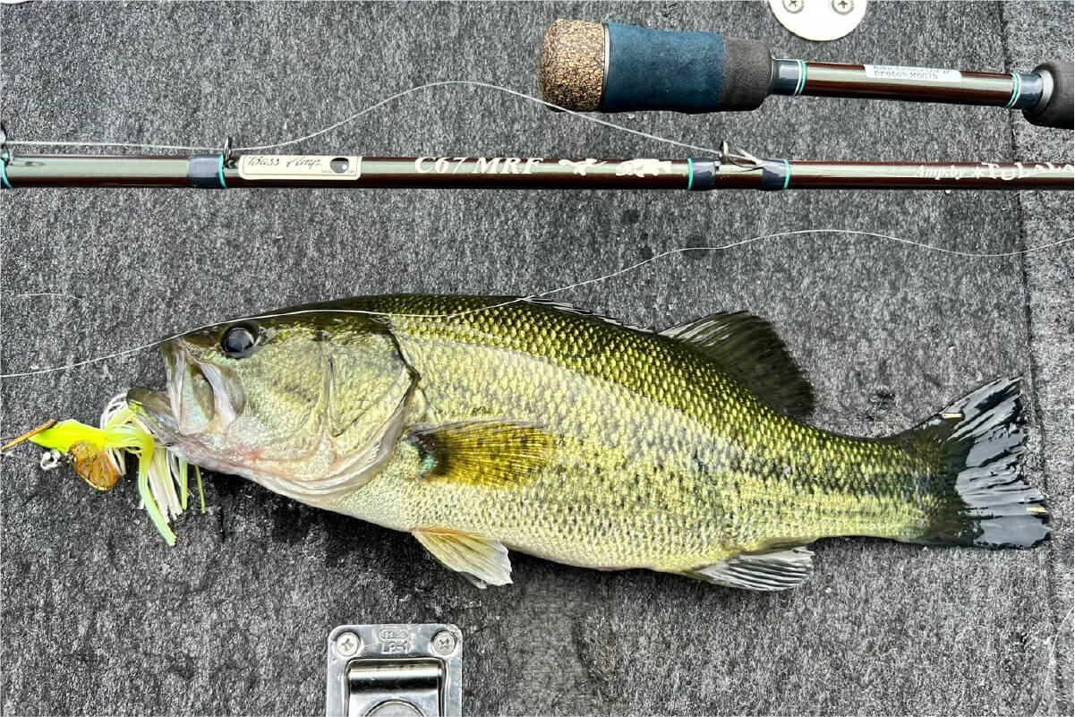 BassAmp.C67MRF – TULALA online store