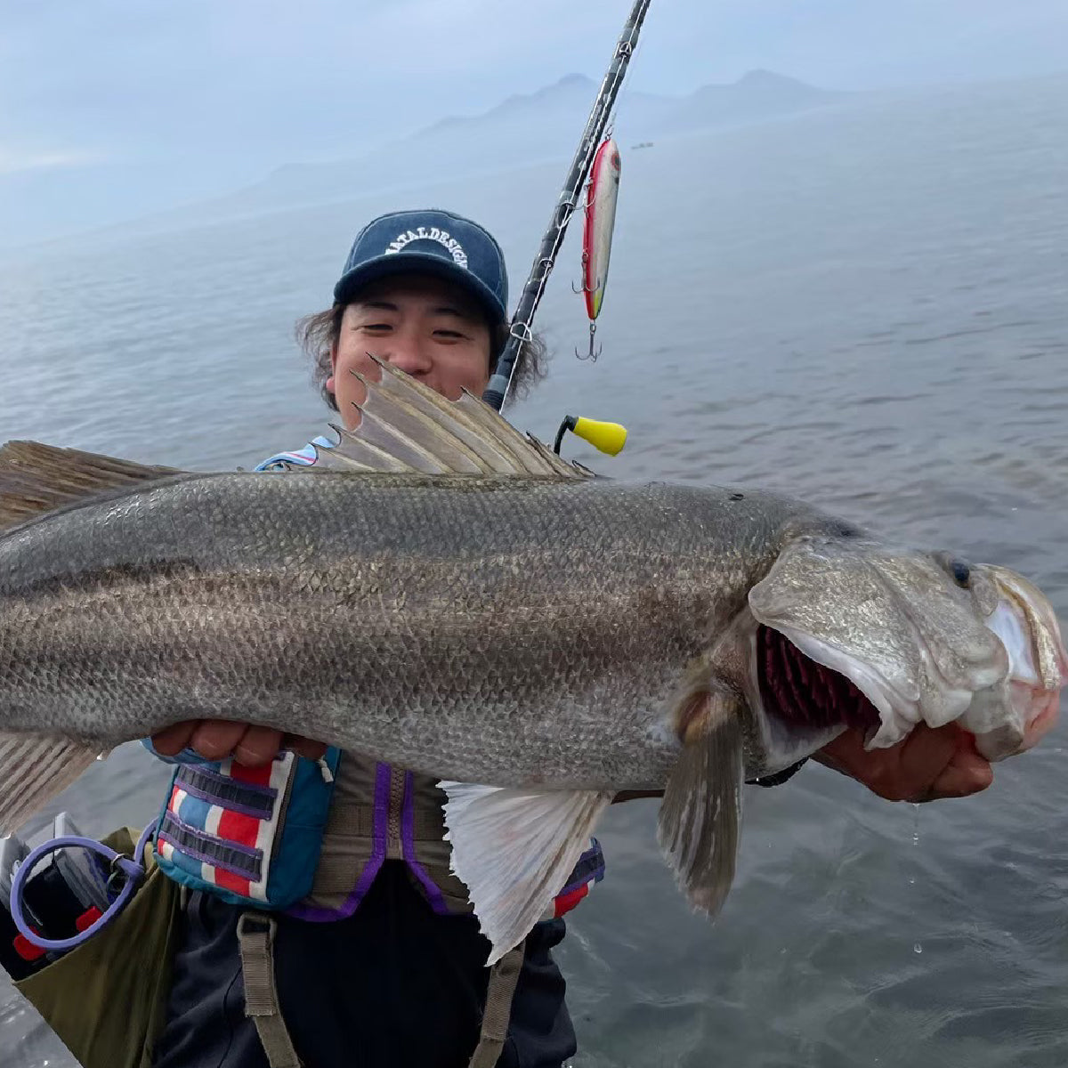 HarmonixStiria Zafiro83 限定受注モデル – TULALA online store